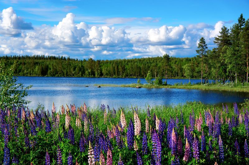 A summer landscape in Sweden