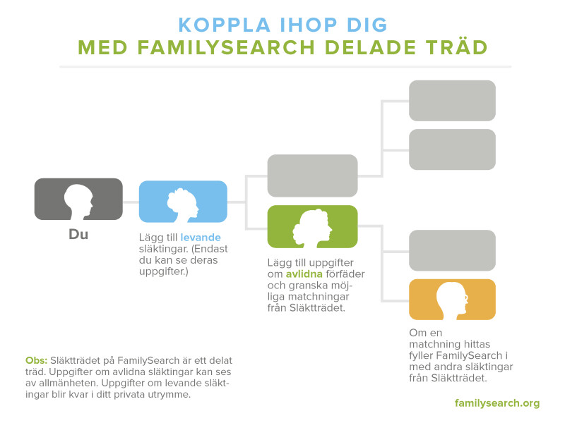 Illustration som visar hur du kopplar ihop dig med FamilySearch delade träd.