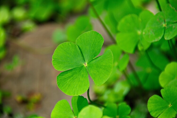 An Irish four-leaf clover.