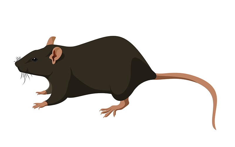 Graphic of a rat