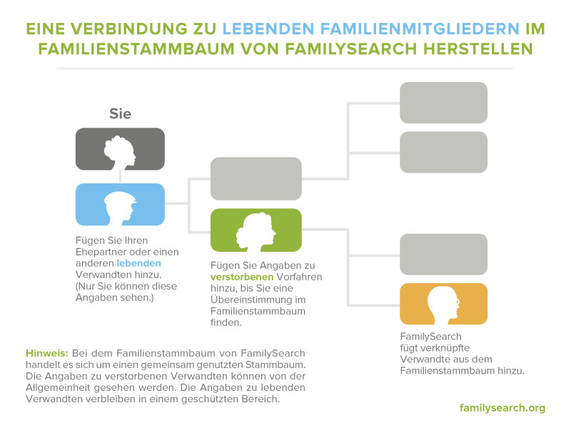 Grafik, auf der gezeigt wird, wie Sie sich mit dem gemeinsam genutzten Stammbaum von FamilySearch verbinden