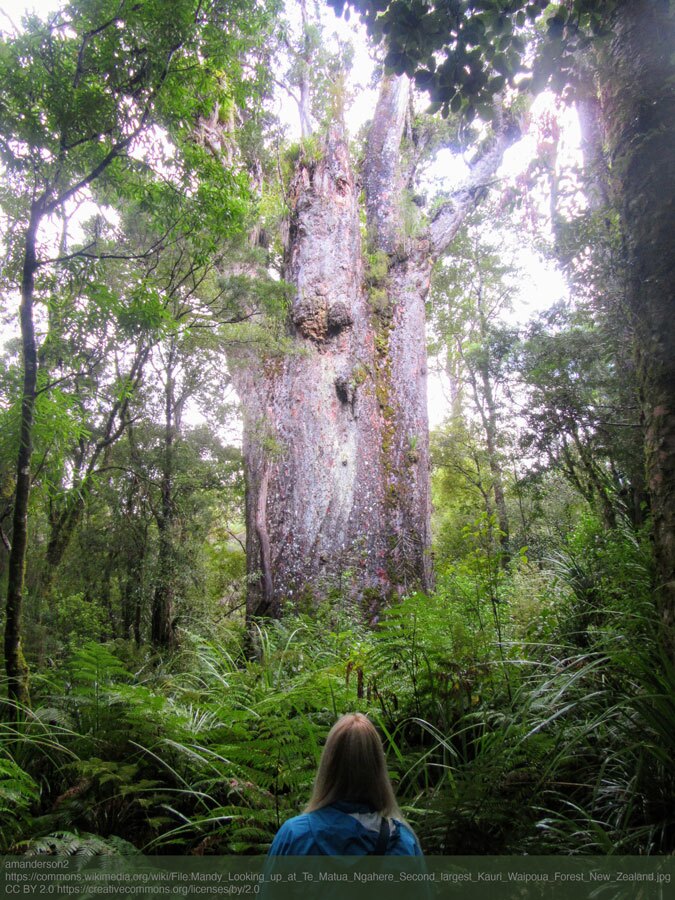 A woman looks up at Te Matua Ngahere, the oldest kauri tree in Waipoua Forest, New Zealand.