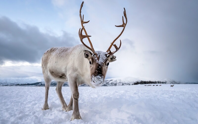 Renar. I Frost finns det renar i Arendals omnejd