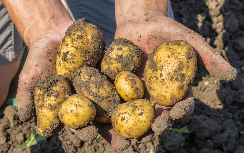 potatoes in a field.