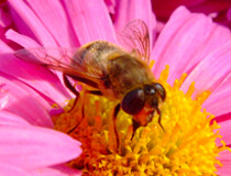 ShareTheBuzzBlog