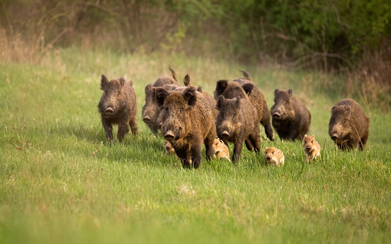 a herd of boars, the origin of the name averil 