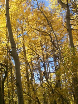 Pando