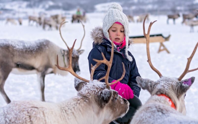 A little girl feeds reindeer in Norway.