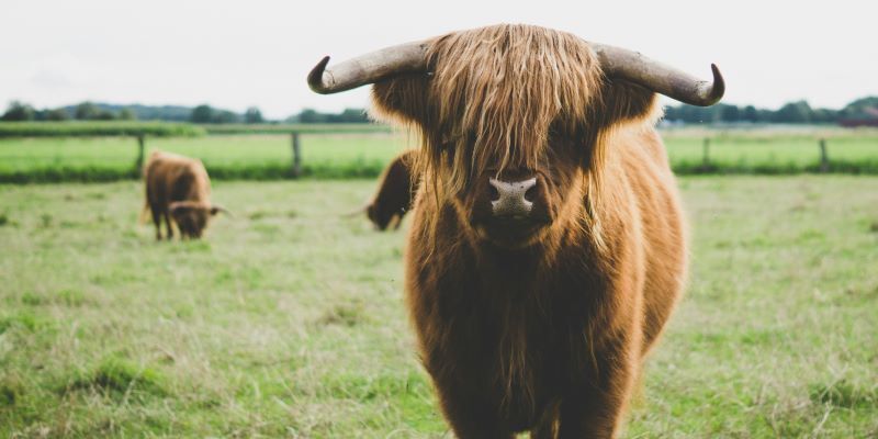 Scottish Highland cow