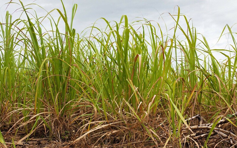 sugar cane, one of the crops farmed by african farmers