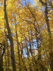 Pando