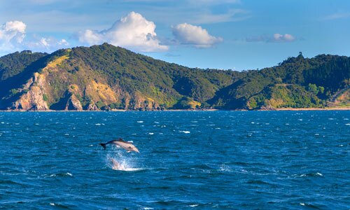 A dolphin leaping out of the ocean in the Bay of Islands, New Zealand.