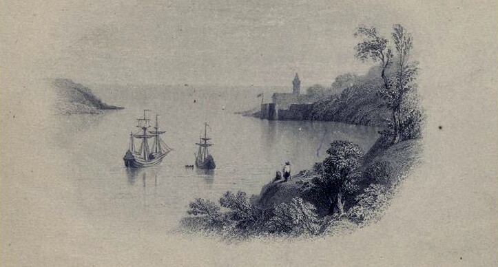 speedwell and mayflower