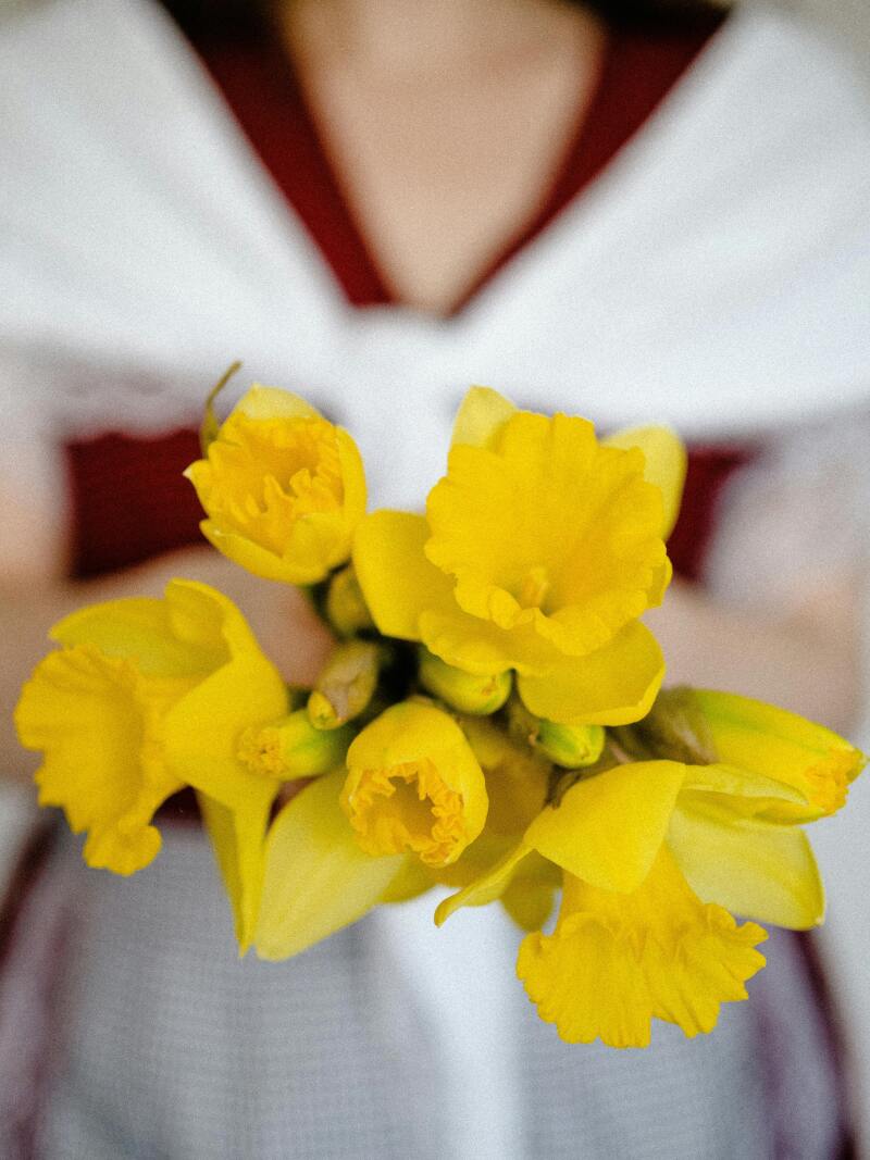Welsh daffodils